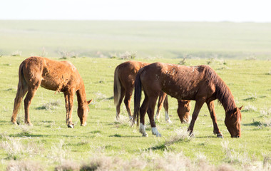 Fototapeta na wymiar Horses in pasture on nature
