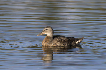 Fototapeta premium Profile of female mallard duck in blue water with concentric circles at Schwabacher's Landing