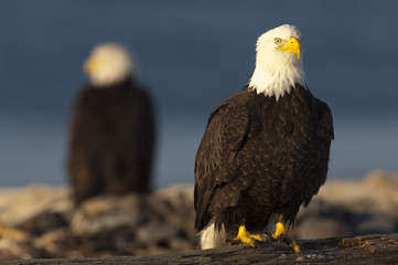Bald eagle on log with eagle out of focus in background