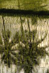 Bali rice field