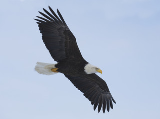 Alaskan Bald Eagle