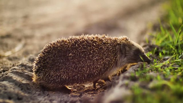 hedgehog walking from dry ground to green grass in sunset time