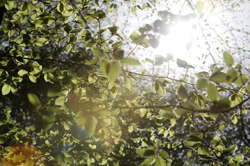 Naklejka premium Tree branches