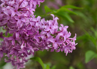 Lilac in bloom in Midwestern garden