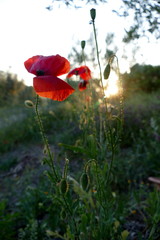 Obraz premium Blume des Jahres 2017: Klatschmohn