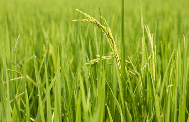 rice field in north Thailand, nature food landscape background