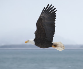 Bald eagle flies over water in Homer, Alaska