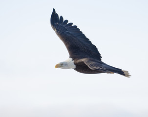 Fototapeta na wymiar Bald eagle flying with white sky over the bay at Homer Alaska