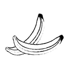 blurred silhouette set banana fruit vector illustration