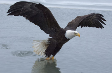 Bald eagle catching fish in the waters of the bay at Homer Alaska