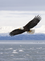 Bald eagle flying with  over the bay with ice in water at Homer Alaska