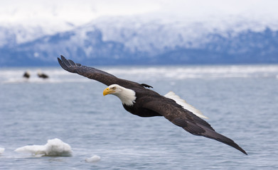Bald eagle flying with  over the bay with ice in water at Homer Alaska