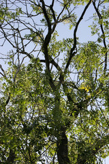 Obraz premium Tree branches