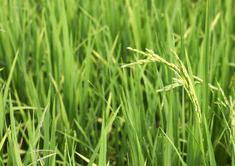 Fototapeta na wymiar rice field in north Thailand, nature food landscape background