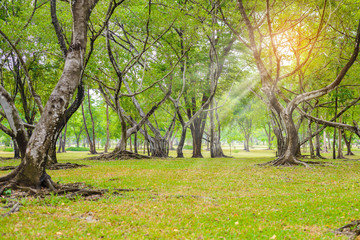 Naklejka premium green leaves of banyan tree root and texture of bark