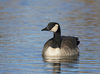 Canada goose floating on water, front view, at National Elk Refuge