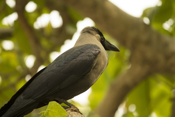 Crow sitting on a tree.
