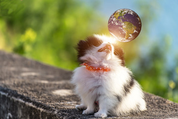 Dog world,Elements of this image furnished by NASA.
