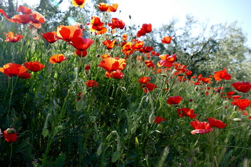 Blume des Jahres 2017: Klatschmohn
