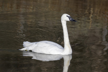 Trumpeter swan swimming in pond in Jackson, Wyoming