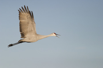 Sandhill Crane