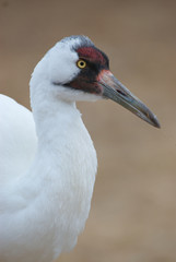 Critically Endangered Whooping Crane, Grus americana