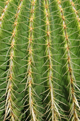 Barrel cactus