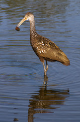 Limpkin