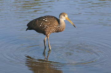Limpkin
