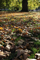 Obraz premium Fallen leaves