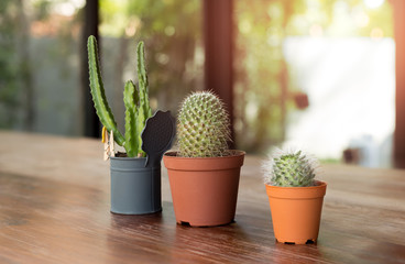 Three cactus plants in a pots on wooden table