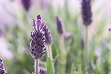 purple lavender flovers