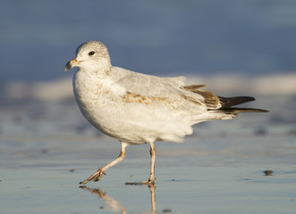 Herring Gull, Larus delawarensis argentatus