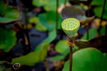 Water lily, Lotus seed pod
