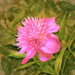 Hand drawn cartoon illustration of a pink peony flower