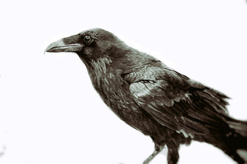 Classic Black Raven. Raven, or crow, bird in vintage style on white.