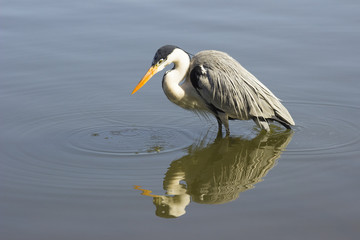 Heron