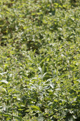 Stinging nettles