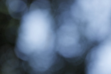 Obraz premium Blurred plant