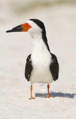 Black Skimmer, Rynchops niger