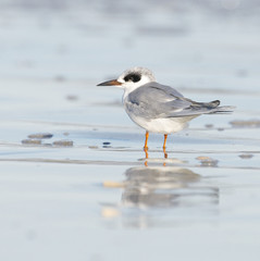 Forster's Tern, Sterna forsteri