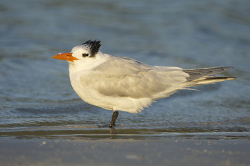 Royal Tern, Sterna maxima