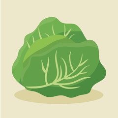 lettuce fresh and healthy vegetable vector illustration design