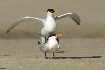 Royal Tern, Sterna maxima