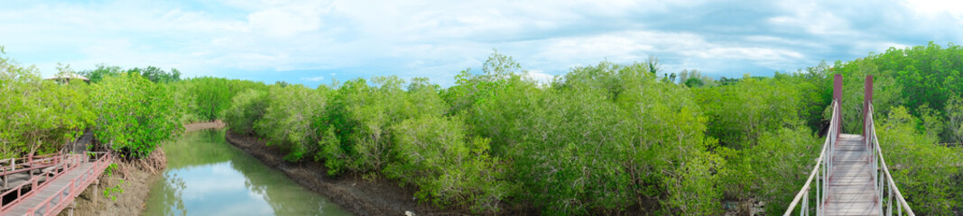 Obraz premium Panorama of mangrove forest, in National Park Thailand