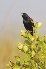 Red-wing Blackbird