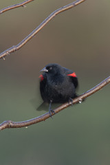 Red-winged blackbird perched on twigs  with wings stretched and tail blurred
