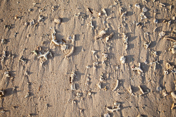 Detail of coral beach on background