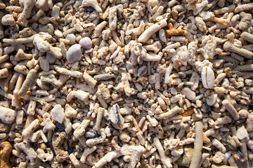 Detail of coral beach on background
