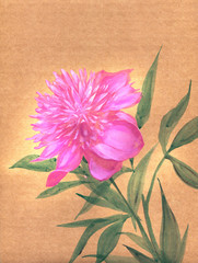 Hand drawn cartoon illustration of a beautiful peony flower